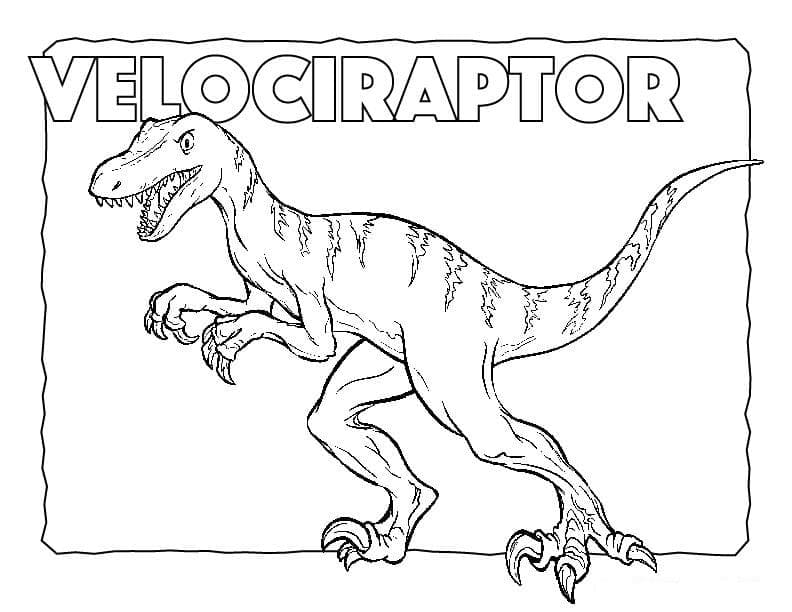 Coloriage Un Dinosaure Velociraptor