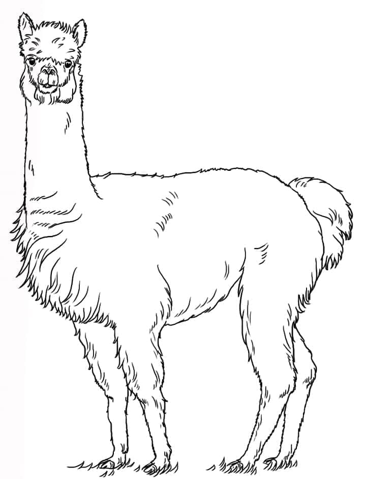 Coloriage Alpaga Réaliste