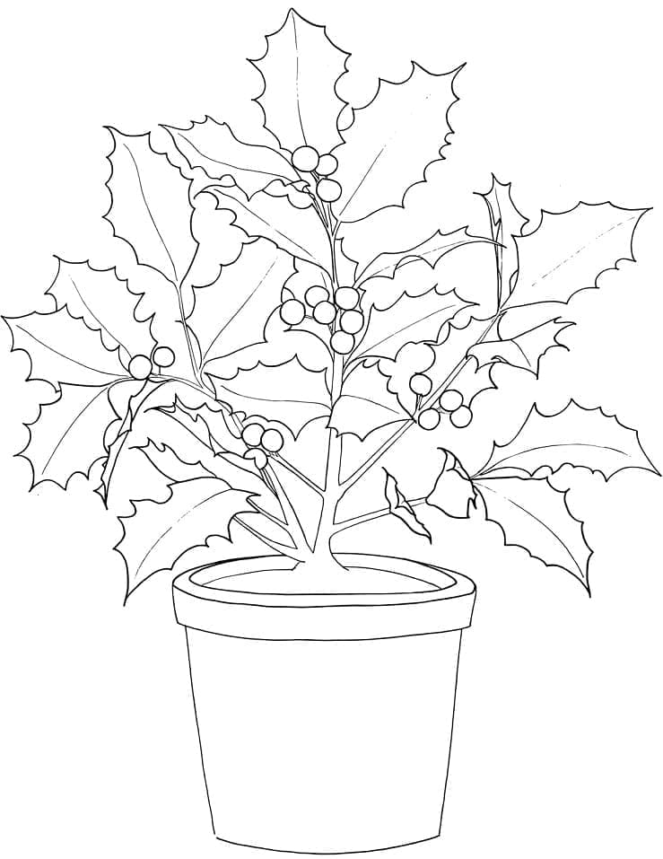 Coloriage Plante de houx de Noël