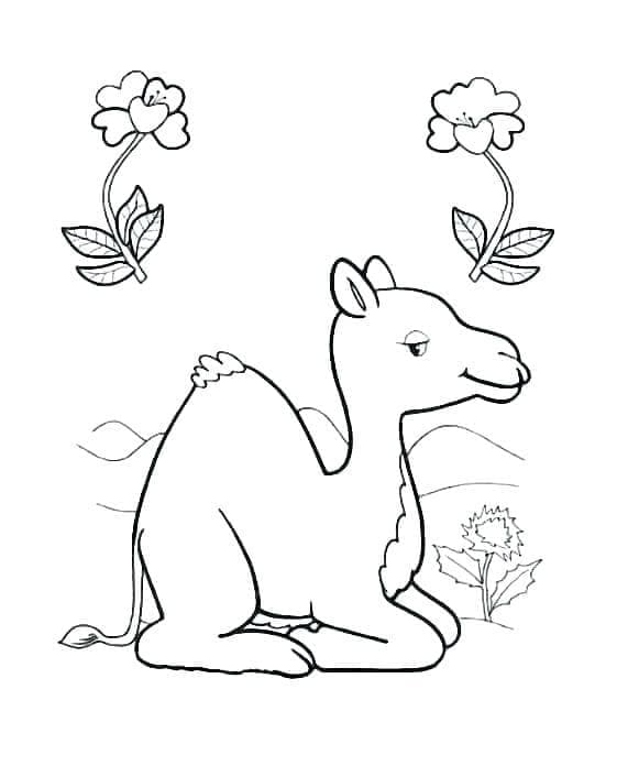 Coloriage Un bébé chameau mignon