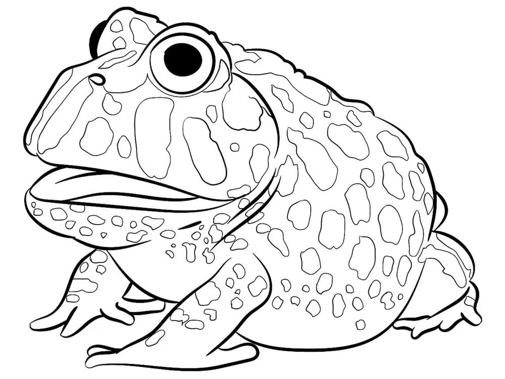 Coloriage Crapaud laid