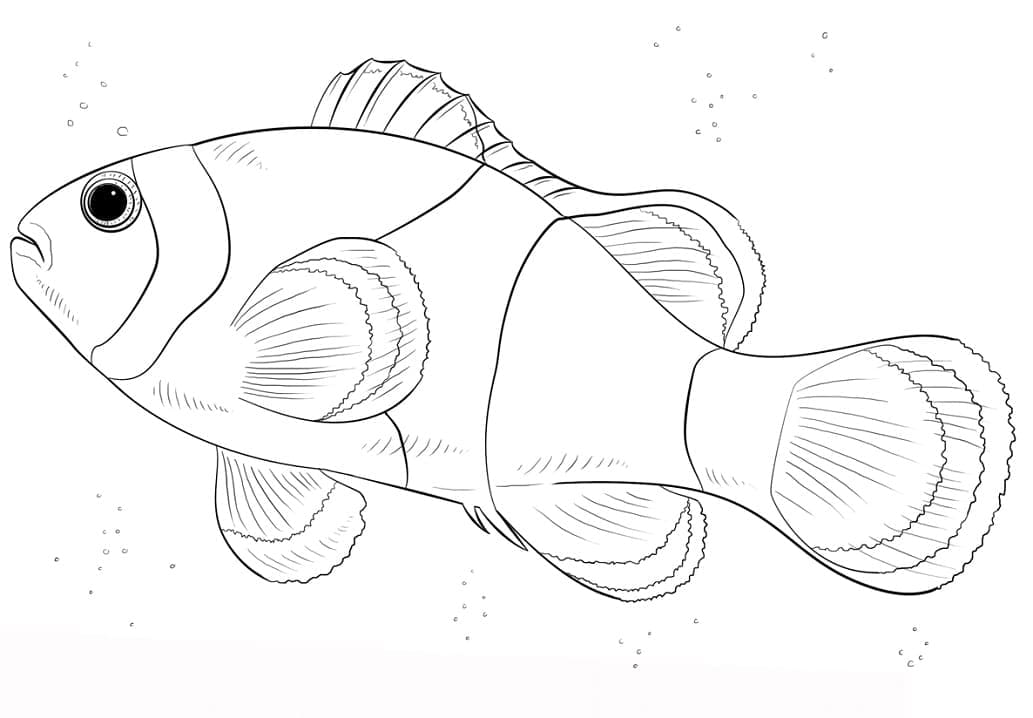 Coloriage Poisson Clown Réaliste