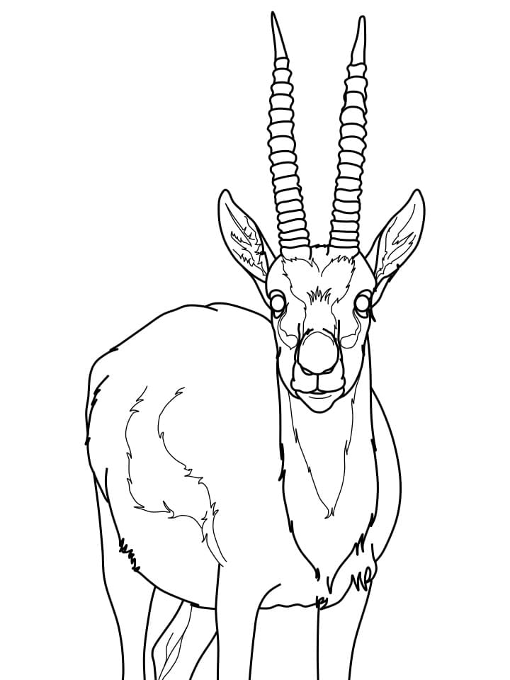 Coloriage Gazelle Réaliste