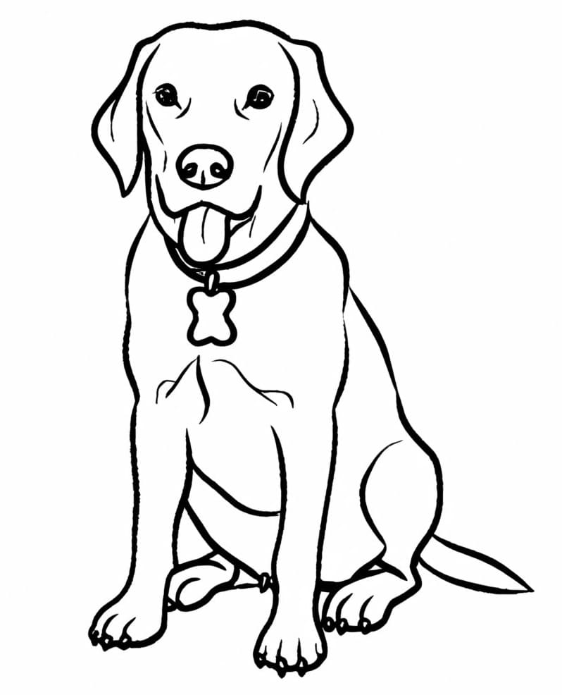 Coloriage Labrador