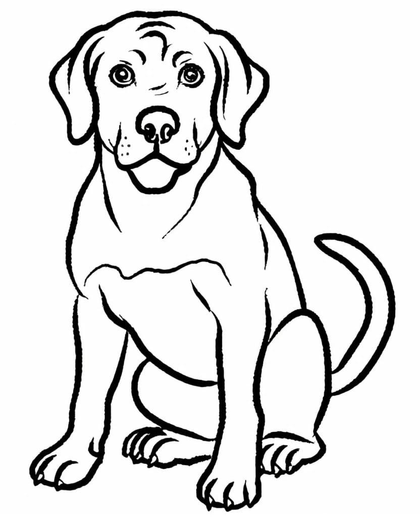 Coloriage Dessin de Labrador