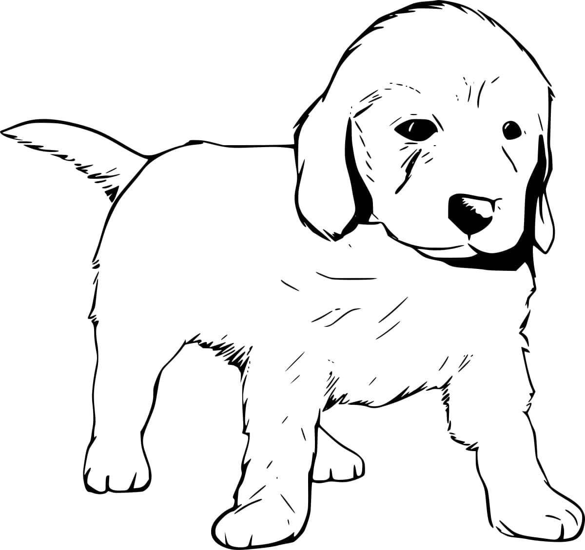 Coloriage Dessin Gratuit de Labrador