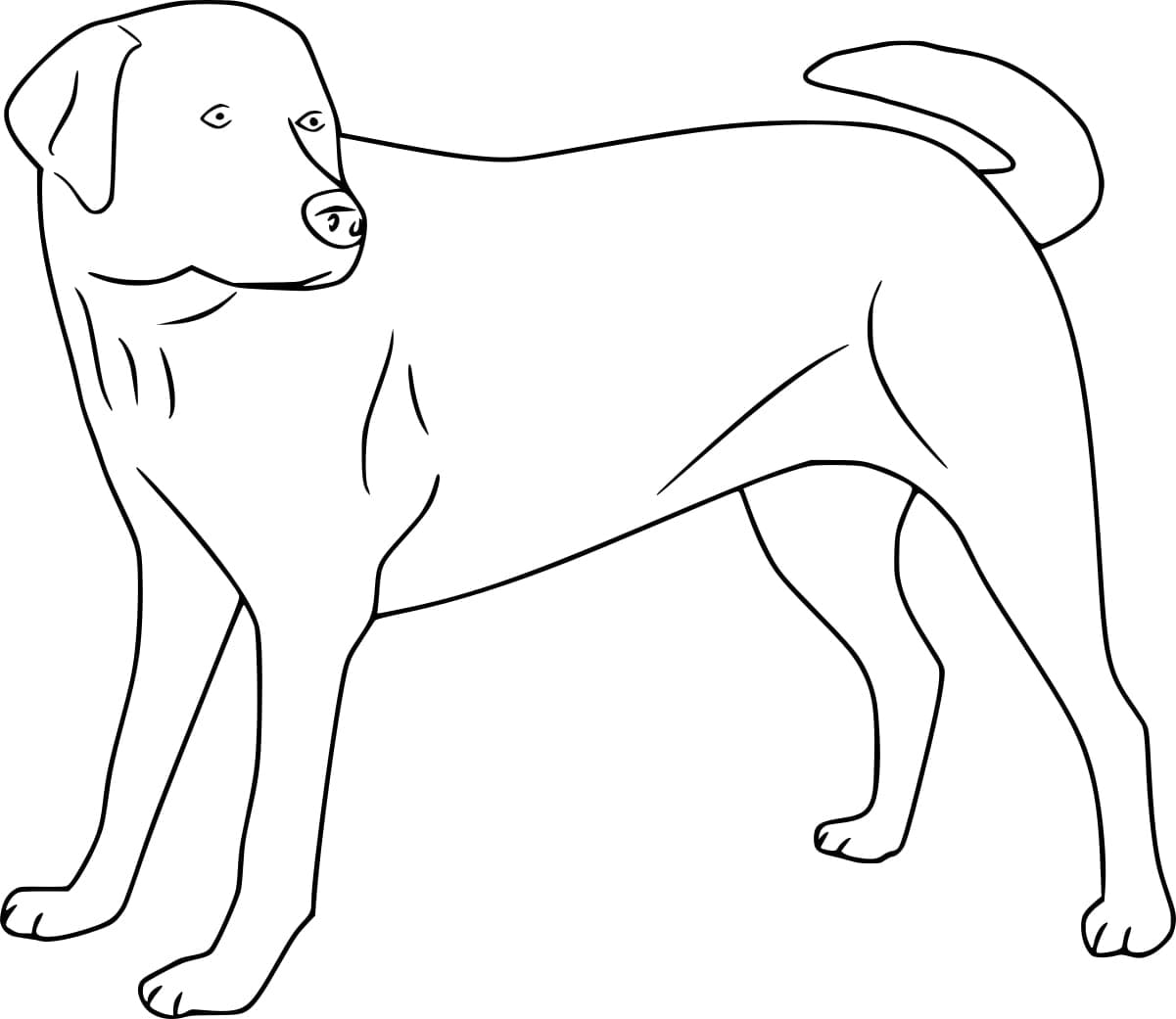 Coloriage Labrador Facile