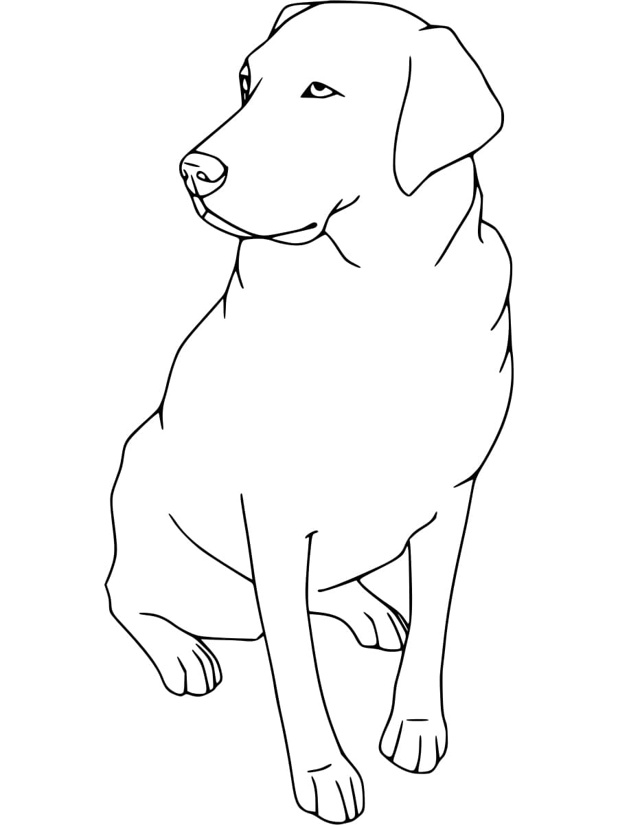 Coloriage Labrador Normal