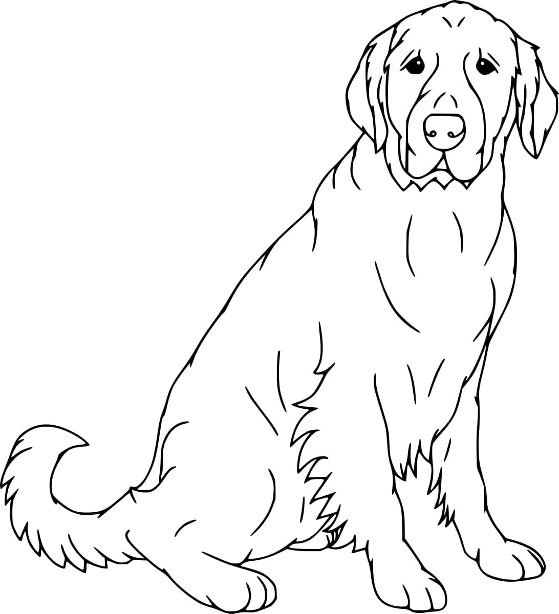 Coloriage Labrador Régulier