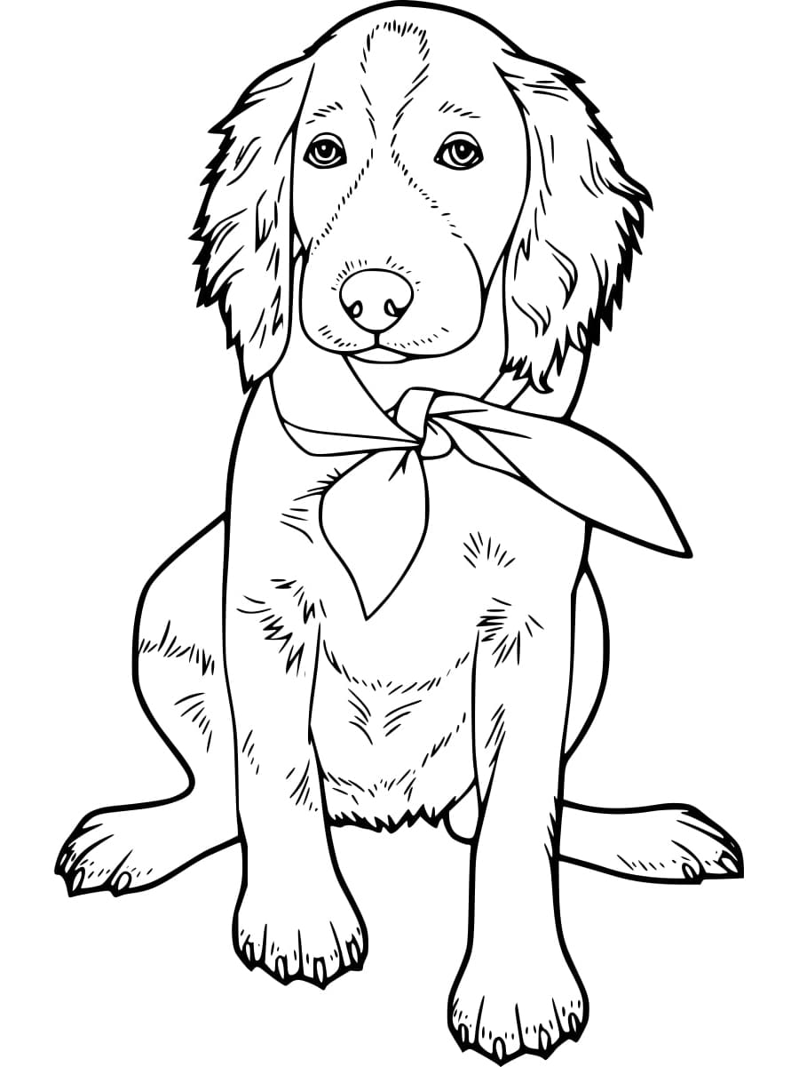 Coloriage Labrador très Mignon