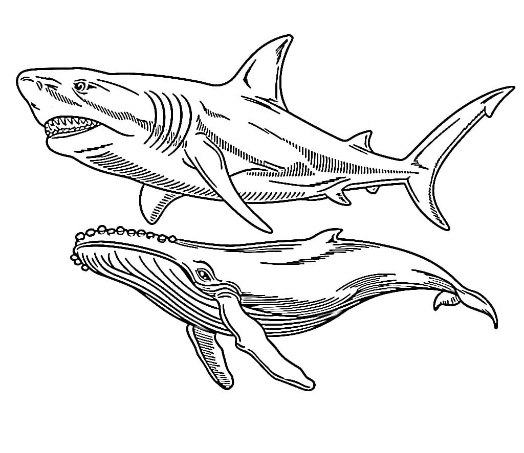 Coloriage Mégalodon et baleine