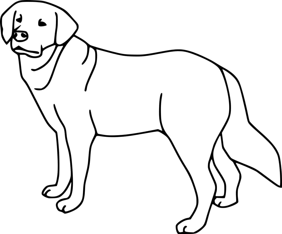 Coloriage Un Labrador Facile