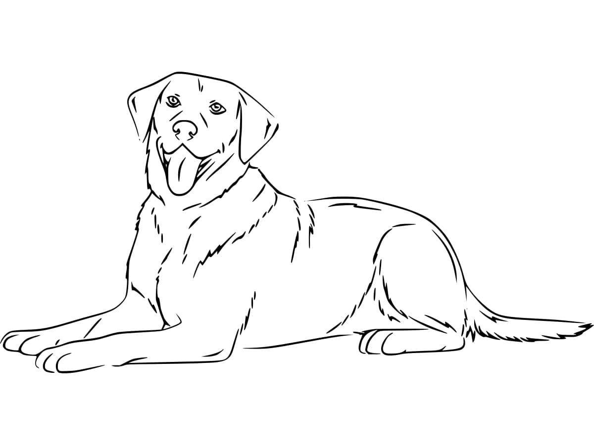 Coloriage Un Labrador Joyeux