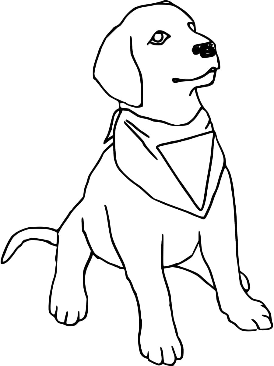 Coloriage Un Labrador Mignon