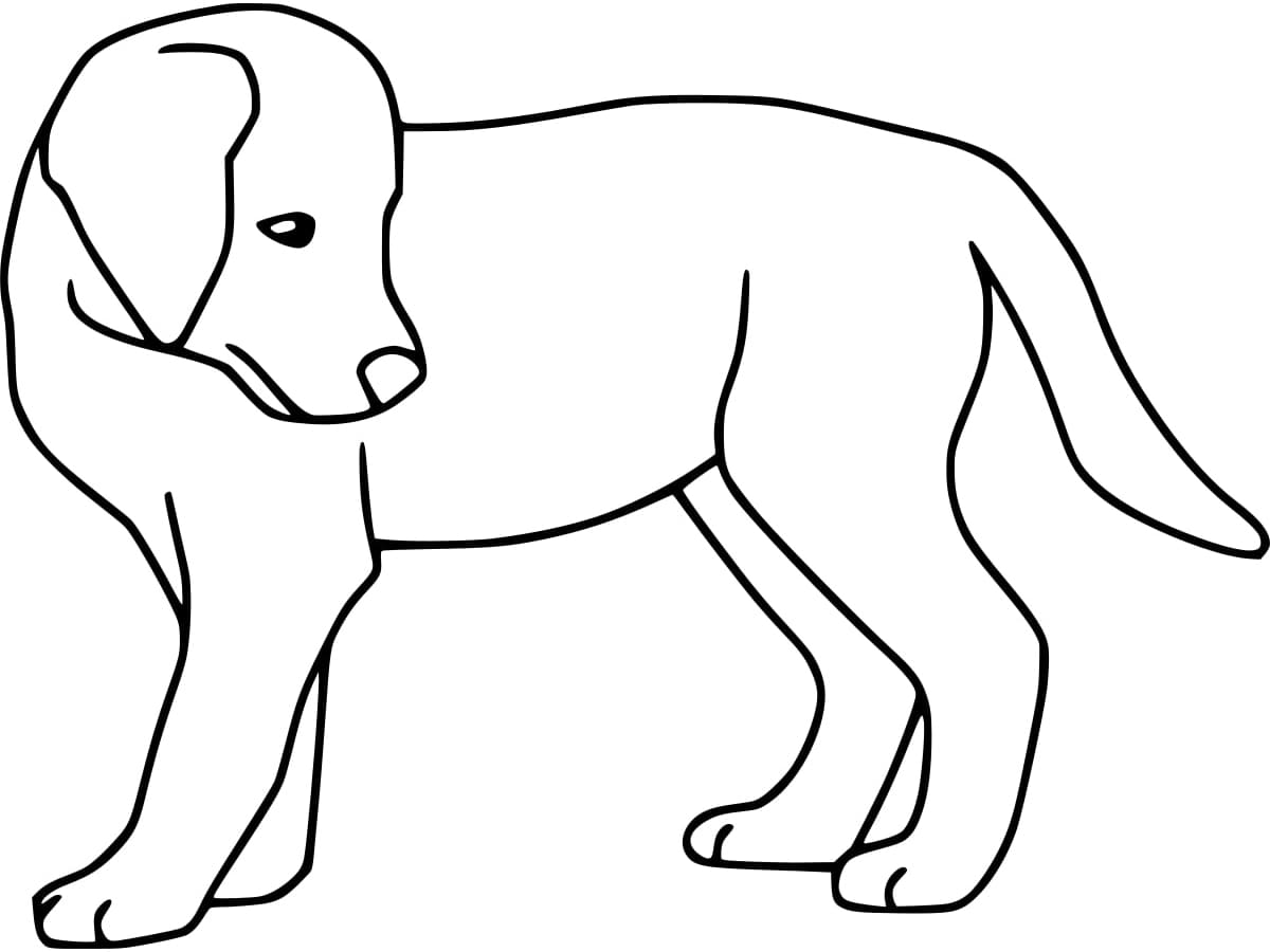 Coloriage Un simple labrador