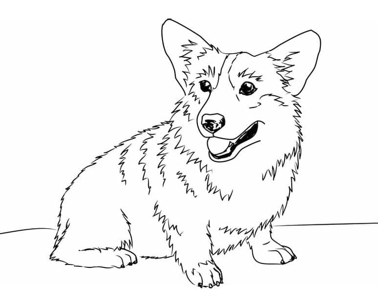 Coloriage Chien Corgi