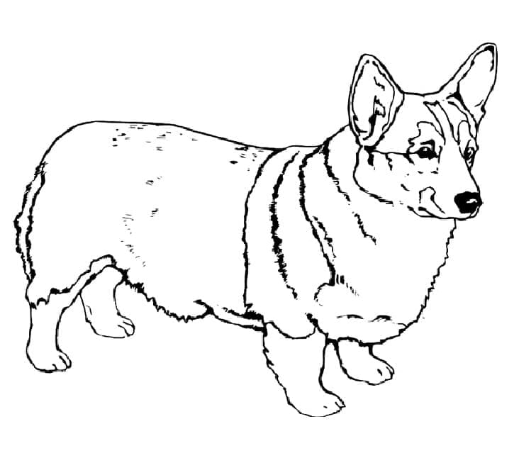 Coloriage Corgi Imprimable Gratuit