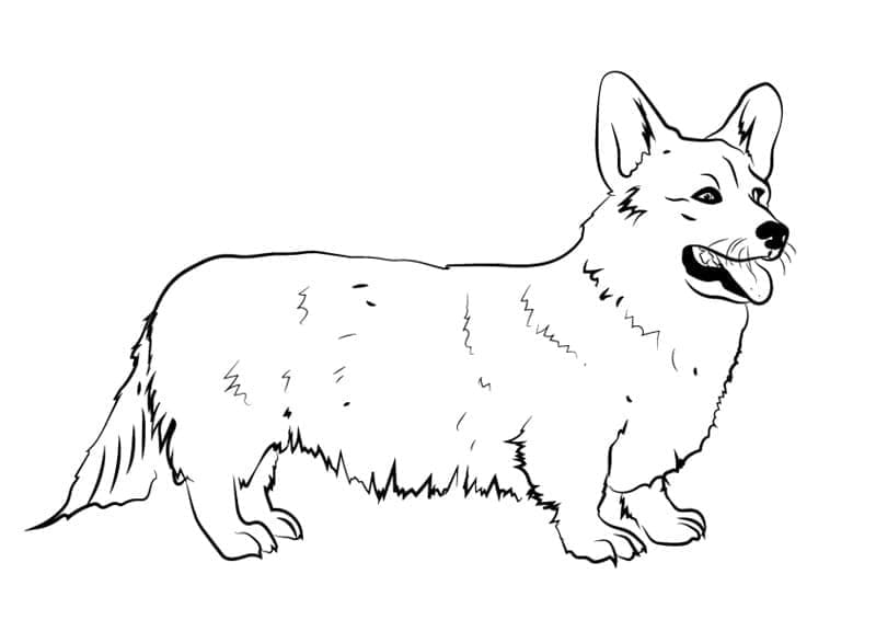 Coloriage Corgi Imprimable Pour Enfants