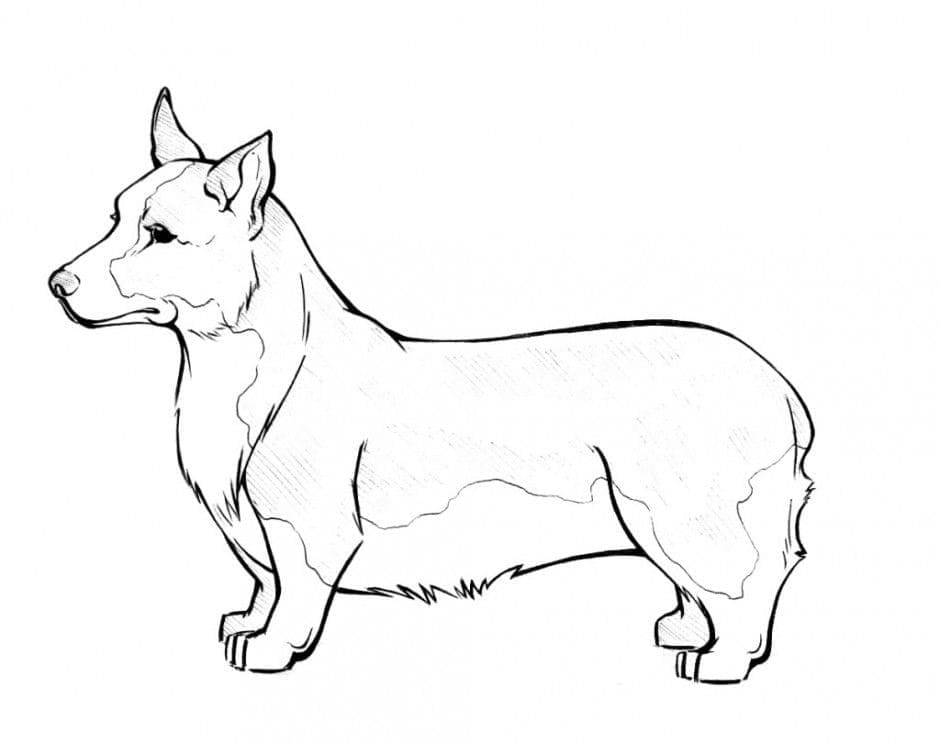 Coloriage Corgi Normal