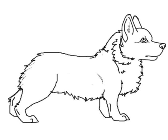 Coloriage Dessin de Corgi