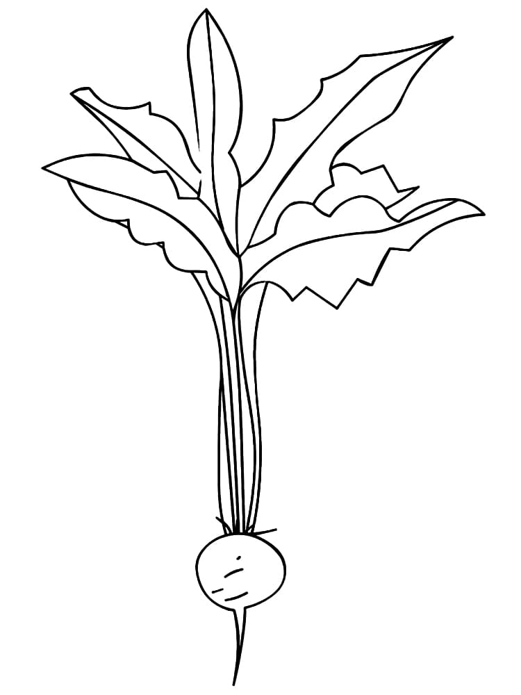Coloriage Dessin de Radis
