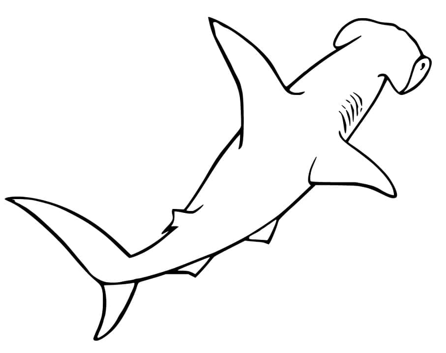 Coloriage Dessin de Requin-marteau
