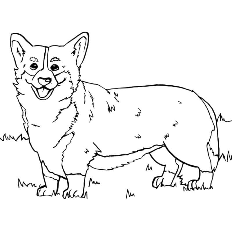 Coloriage Dessin Gratuit de Corgi