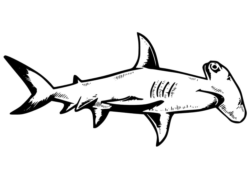 Coloriage Dessin Gratuit de Requin-marteau