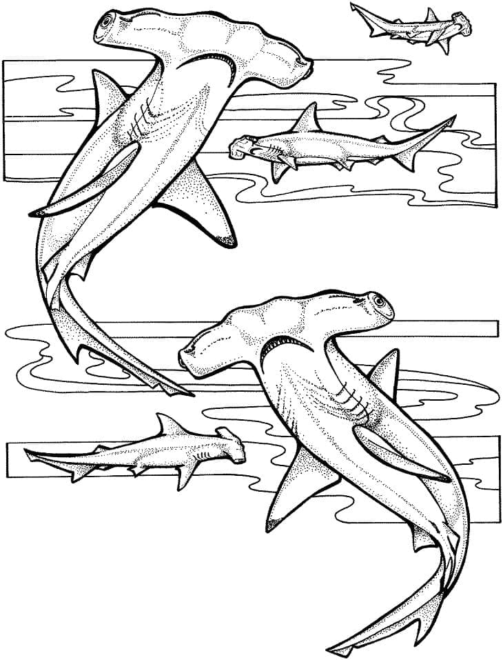 Coloriage Deux requins-marteaux