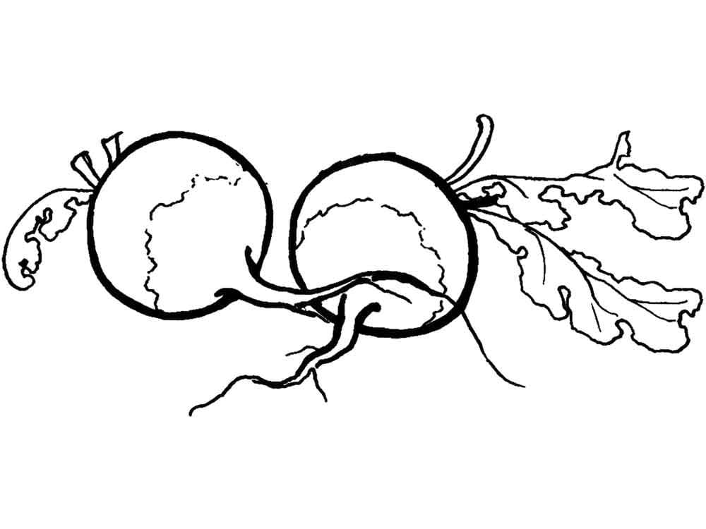 Coloriage Gratuit Radis