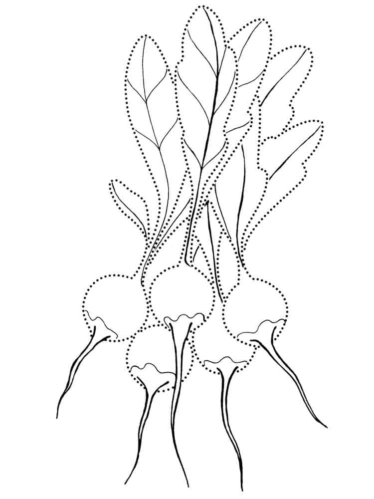 Coloriage Imprimable Radis Pour les Enfants