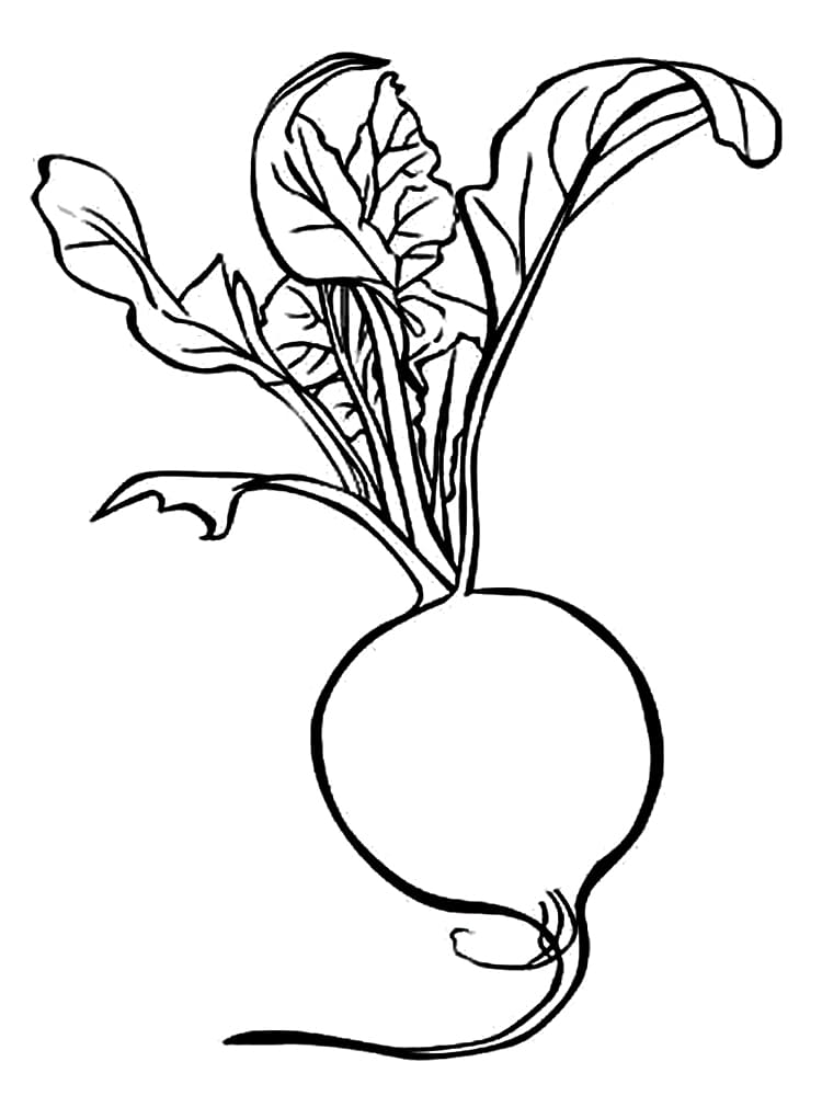 Coloriage Imprimable Radis