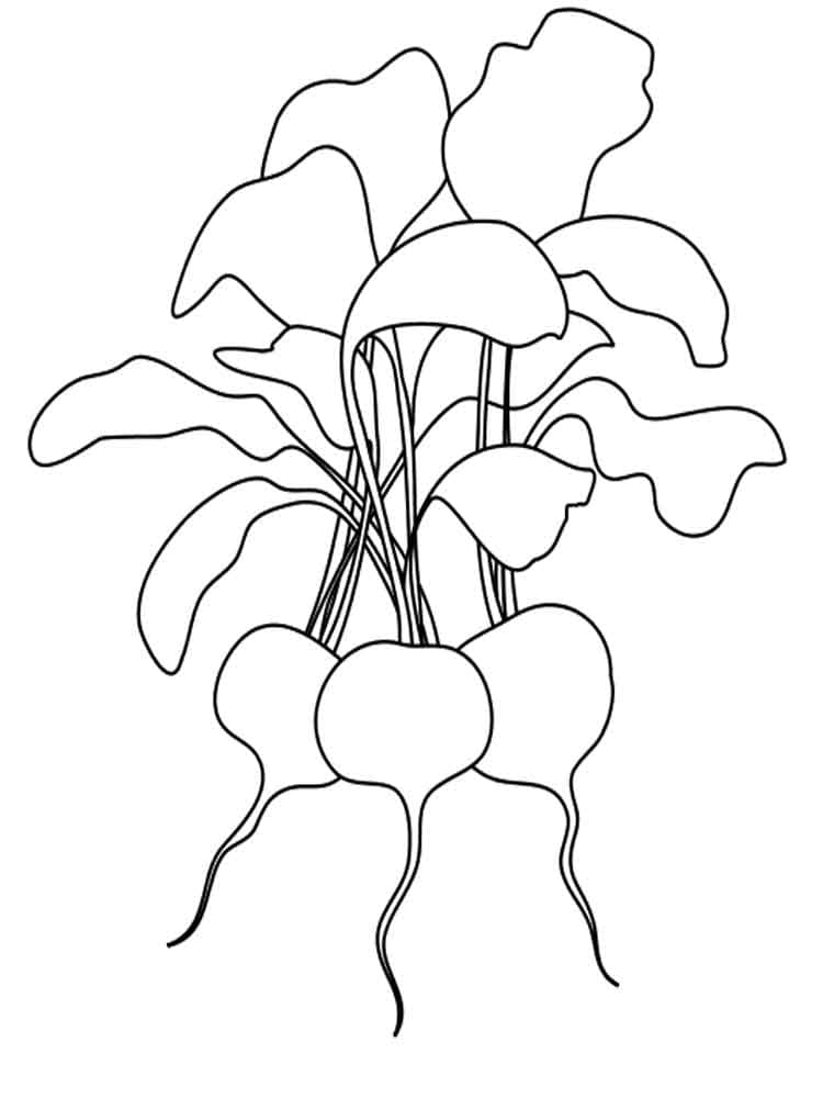 Coloriage Radis 1