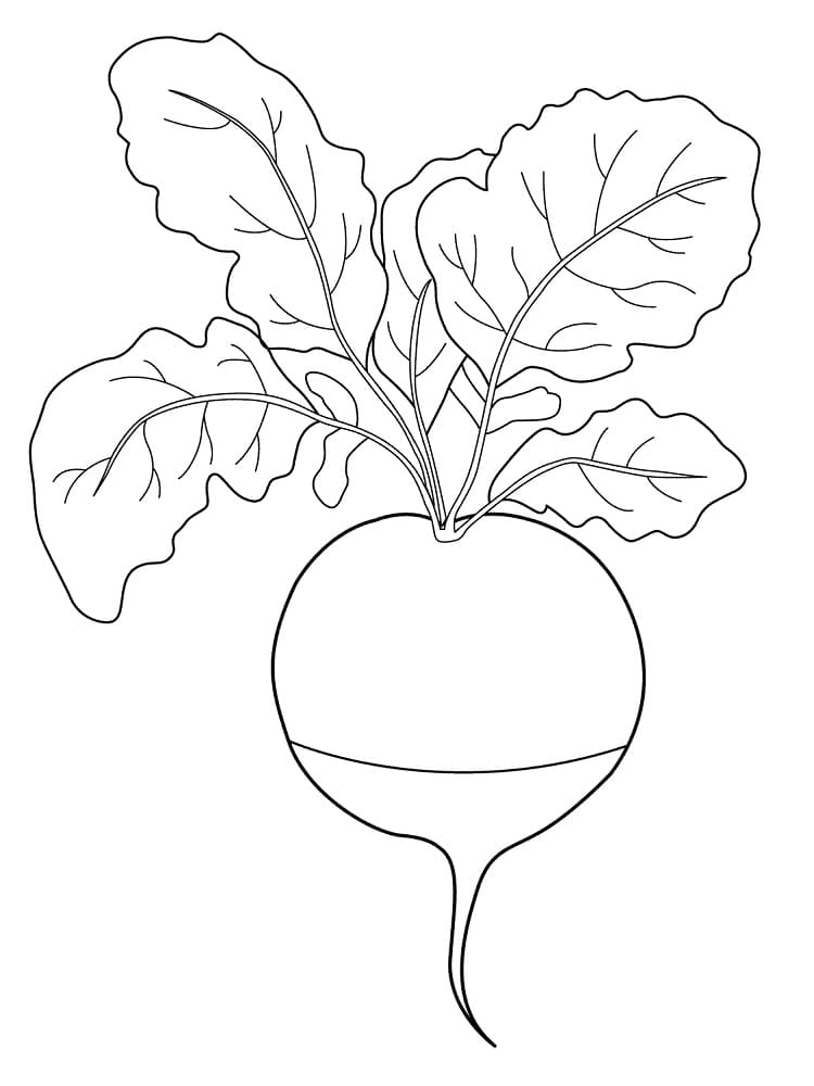 Coloriage Radis
