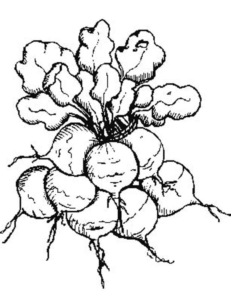 Coloriage Radis Gratuit Pour les Enfants