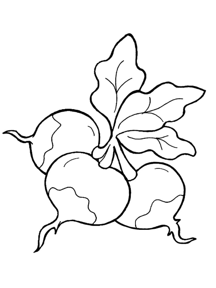 Coloriage Radis Gratuit