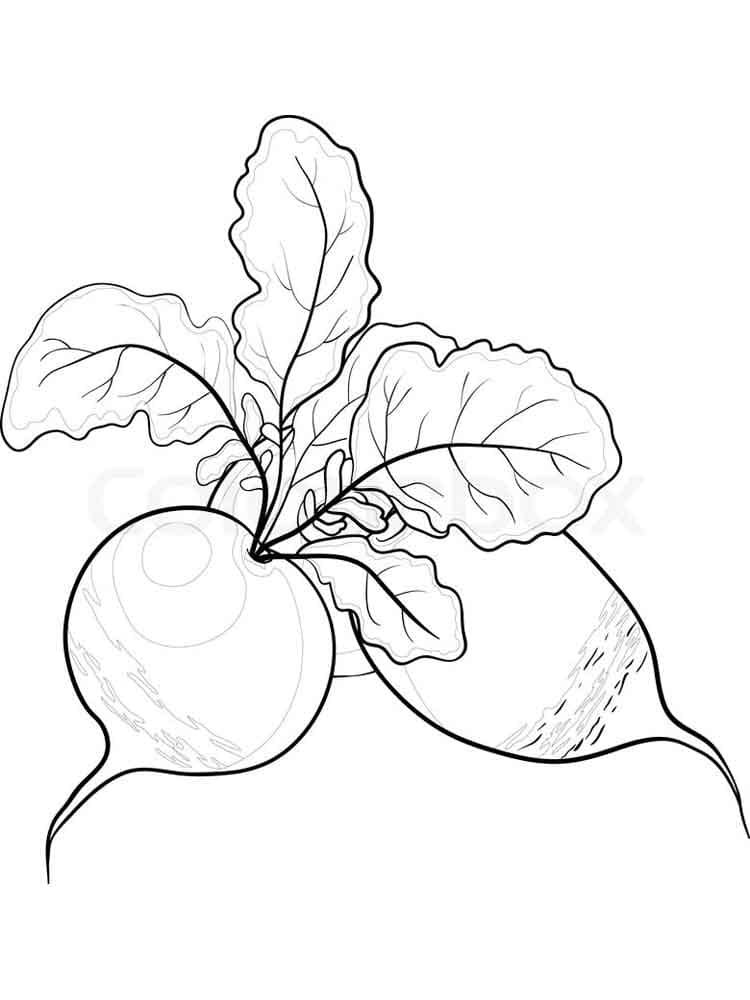 Coloriage Radis Pour les Enfants