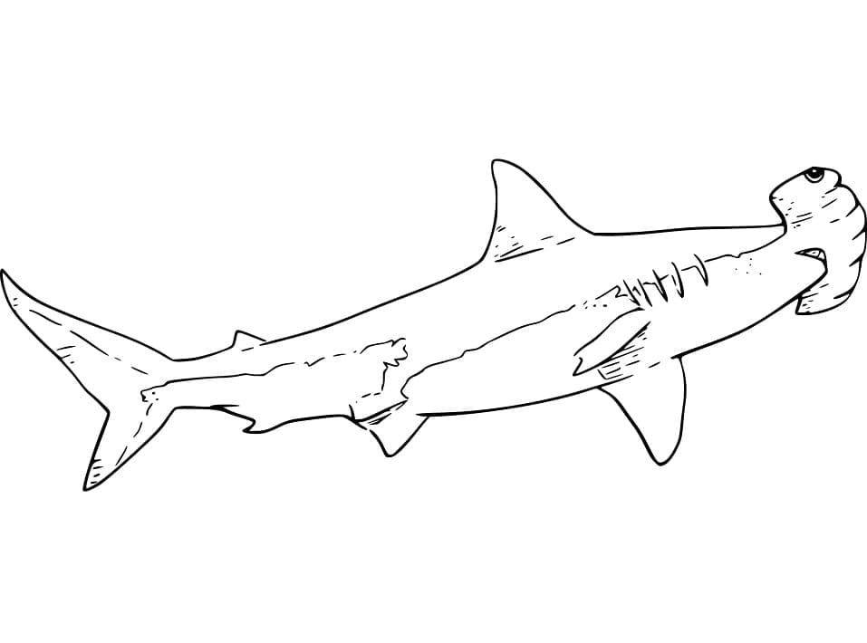 Coloriage Requin-marteau Gratuit Pour les Enfants