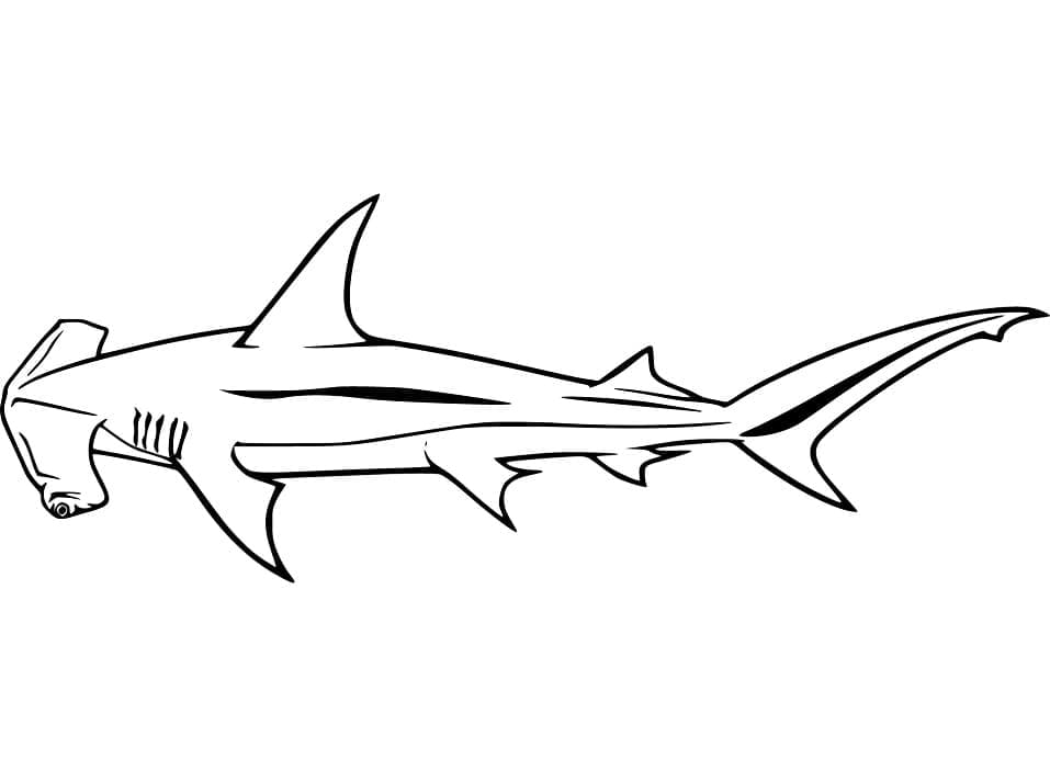 Coloriage Requin-marteau Gratuit