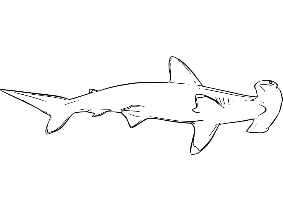 Coloriage Requin-marteau Imprimable Gratuit