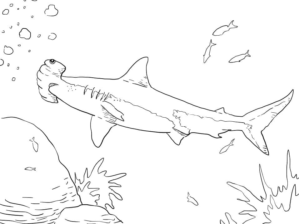 Coloriage Requin-marteau Nageur