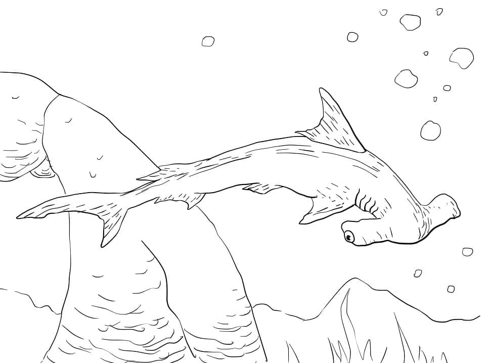 Coloriage Requin-marteau Océanique