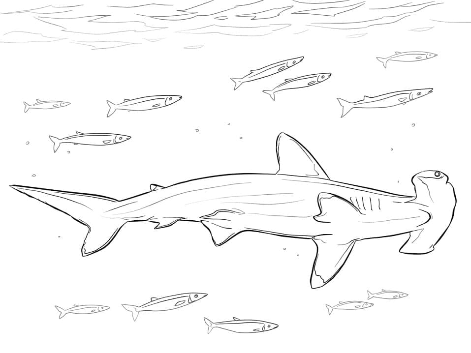 Coloriage Requin-marteau Pour les Enfants