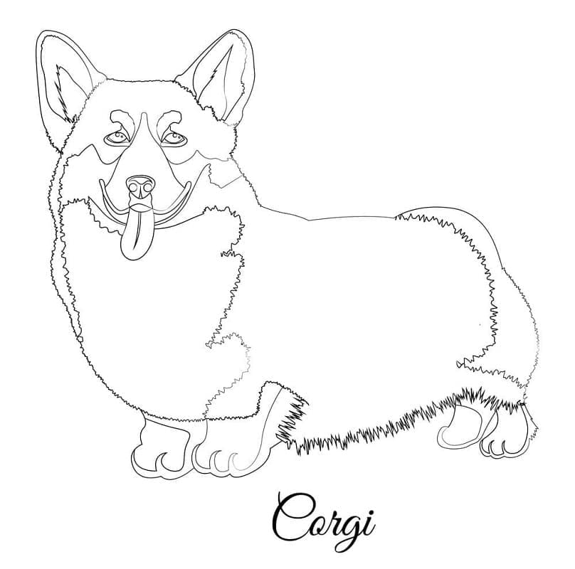 Coloriage Un Corgi