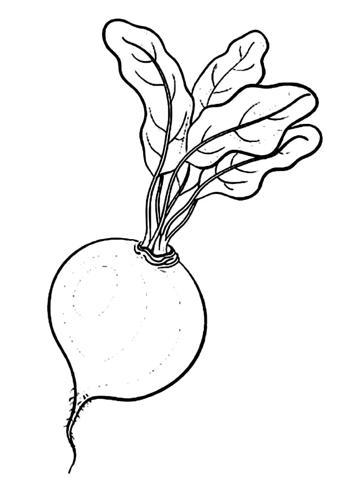 Coloriage Un Radis Facile