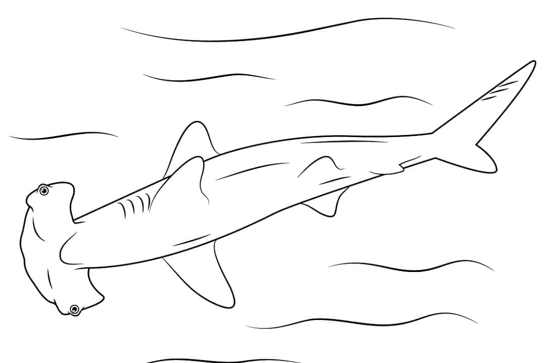 Coloriage Un Requin-marteau Océanique