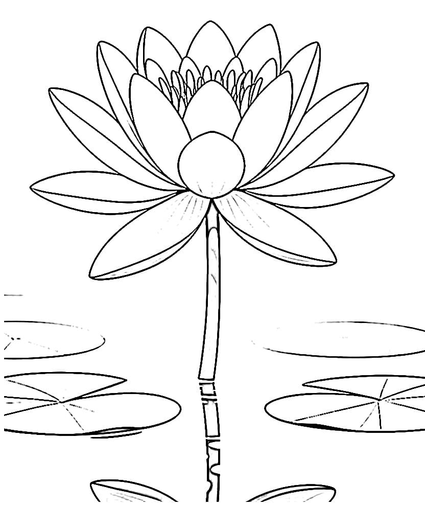 Coloriage Nénuphar