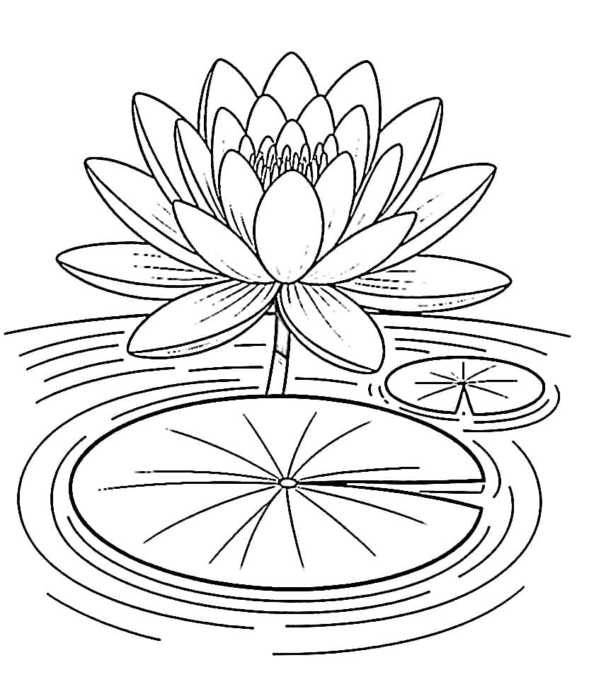 Coloriage Dessin Gratuit de Nénuphar