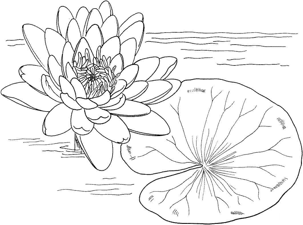 Coloriage Gratuit Nénuphar