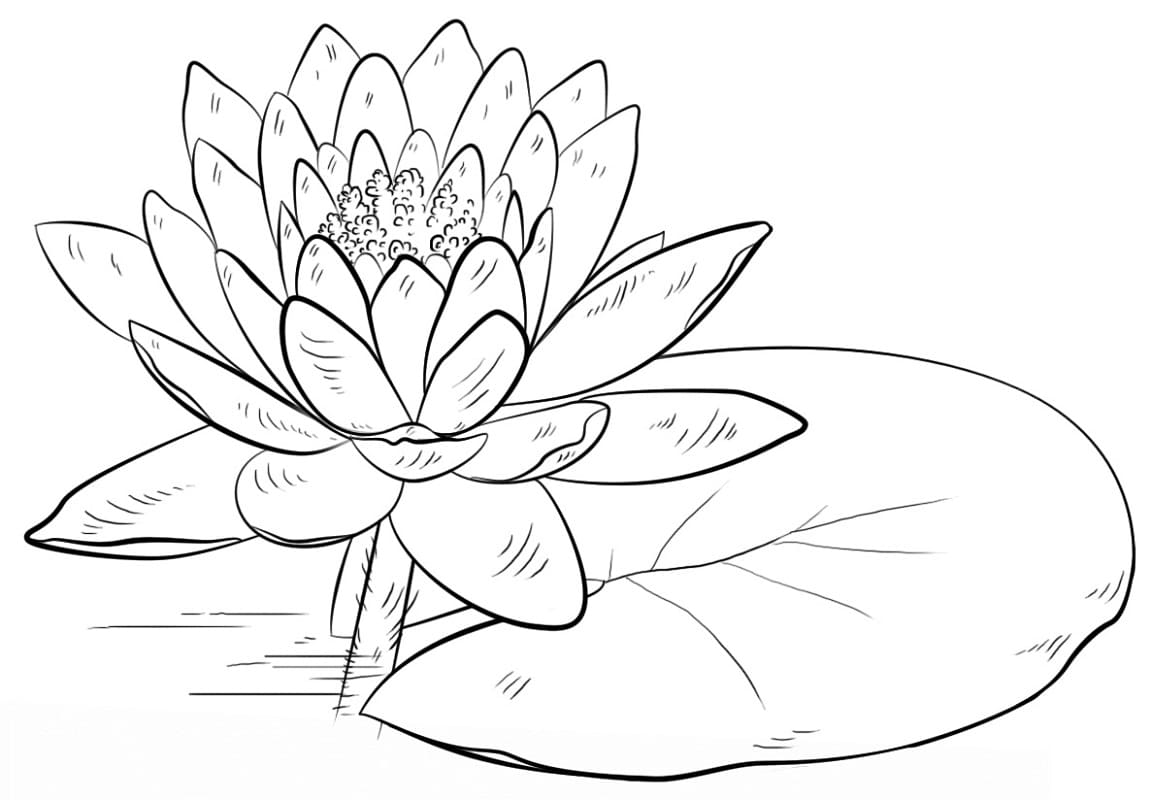 Coloriage Imprimable Gratuit Nénuphar